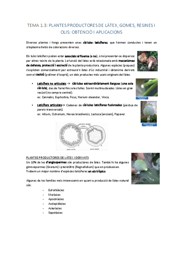 Miniatura del documento TEMA-1.3-PLANTES-PRODUCTORES-DE-LATEX-GOMES-RESINES-I-OLIS-OBTENCIO-I-APLICACIONS.pdf