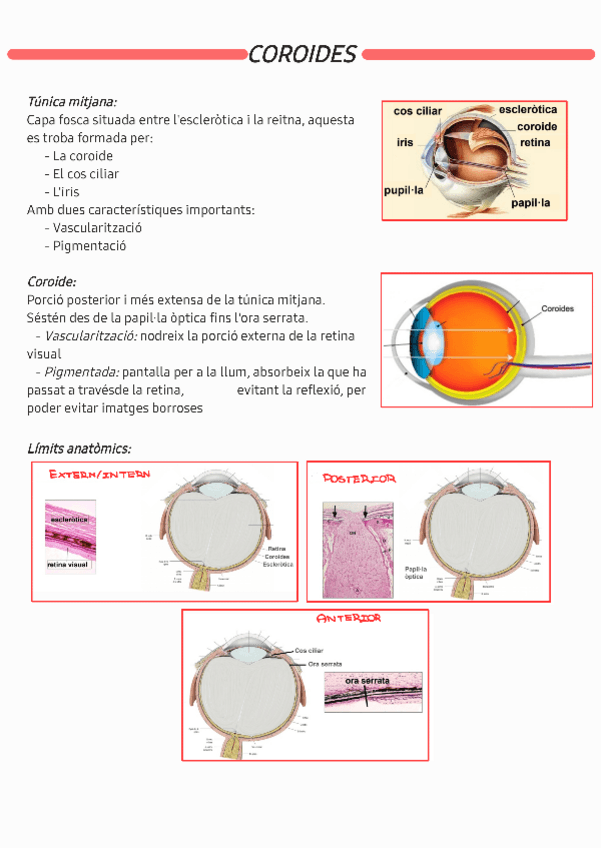 Miniatura del documento Coroides230520155518.pdf
