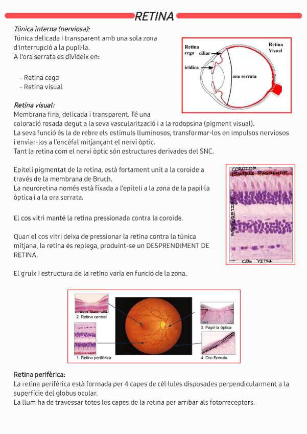 Miniatura del documento Retina-230526103525.pdf