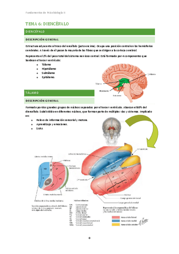 Miniatura del documento Tema 6. Fundamentos Psicobiología II.pdf