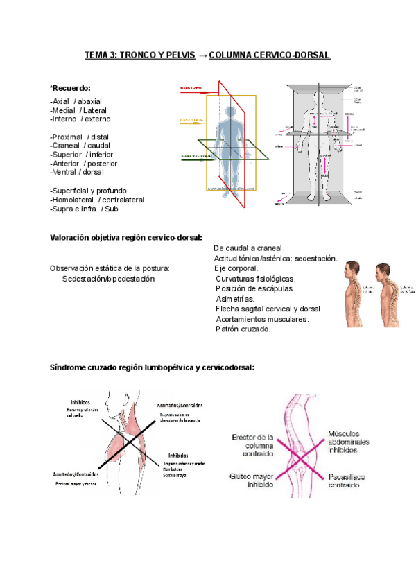 Miniatura del documento TEMA-3-TRONCO-Y-PELVIS.pdf