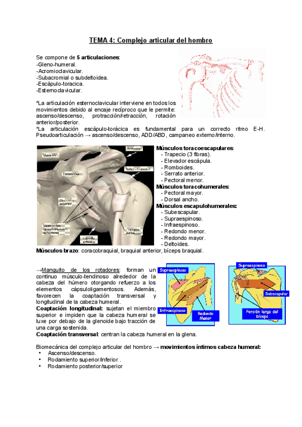 Miniatura del documento TEMA-4-Complejo-articular-del-hombro.pdf