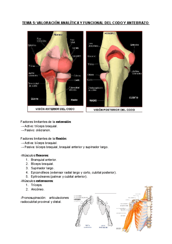 Miniatura del documento TEMA-5-VALORACION-ANALITICA-Y-FUNCIONAL-DEL-CODO-Y-ANTEBRAZO.pdf