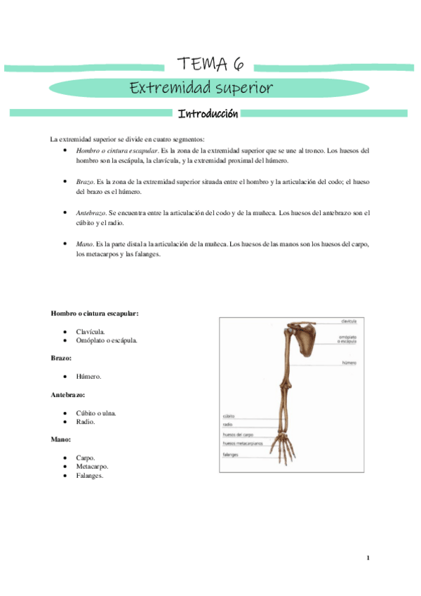 Miniatura del documento TEMA-6-Extremidad-Superior.pdf