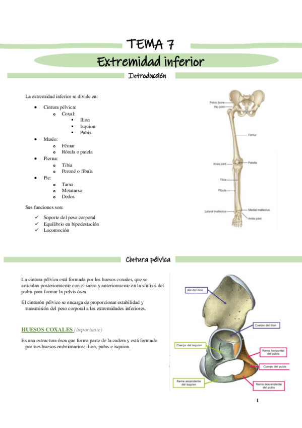 Miniatura del documento TEMA-7-Extremidad-inferior.pdf