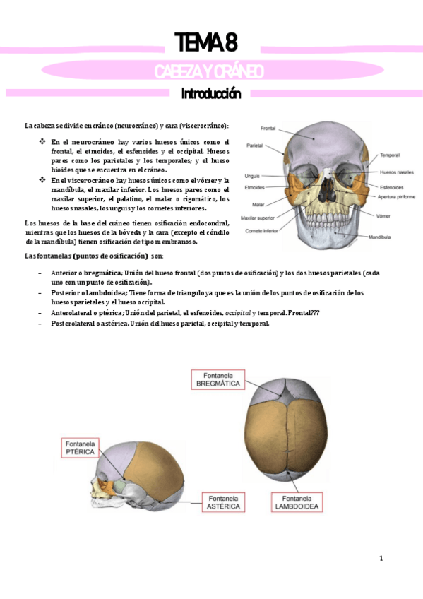 Miniatura del documento CRANEO-Y-CARA.pdf