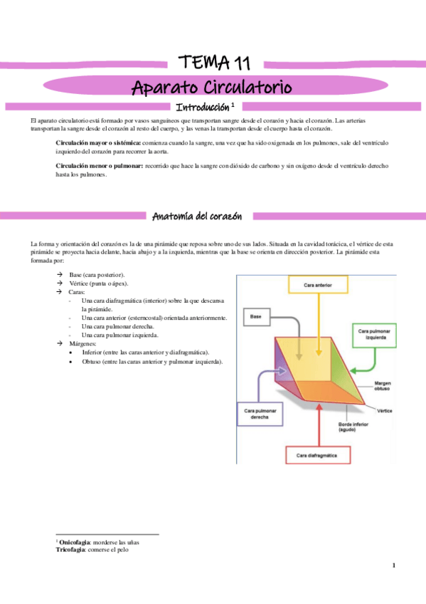 Miniatura del documento Aparato circulatorio.pdf
