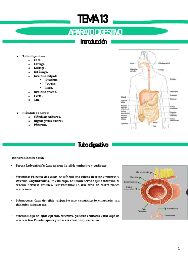 Miniatura del documento TEMA-13-APARATO-DIGESTIVO.pdf