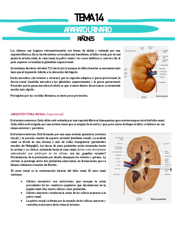 Miniatura del documento Tema-14-Aparato-urinario.pdf