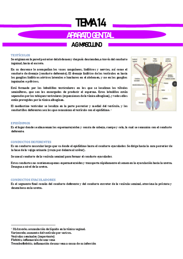 Miniatura del documento Tema-15-Aparato-genital.pdf