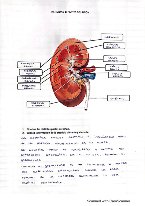 Miniatura del documento Actividad-Partes-del-Rinon.pdf