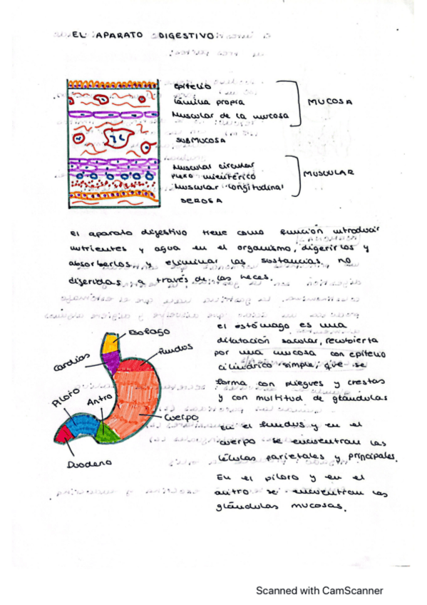 Miniatura del documento Esquema-aparato-digestivo.pdf