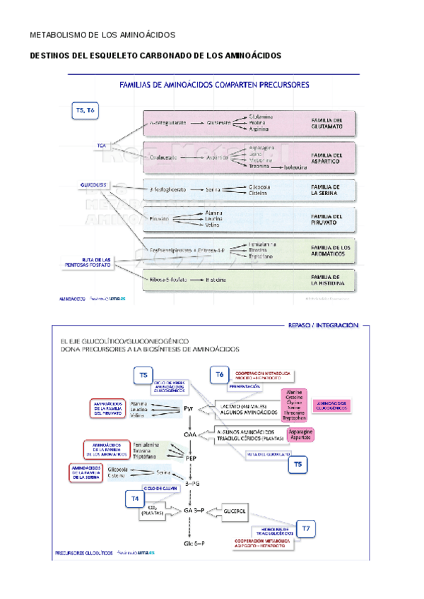 Miniatura del documento METABOLISMO-DE-LOS-AMINOACIDOS.pdf