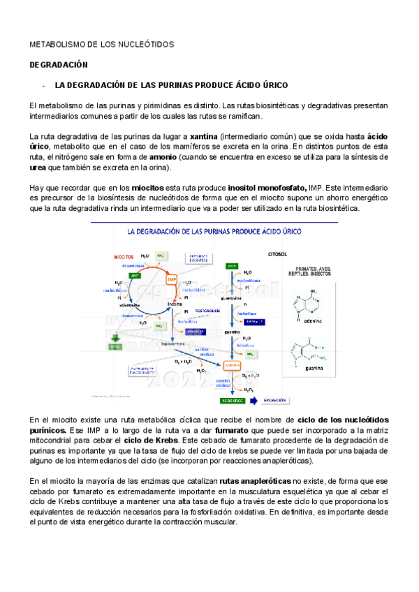 Miniatura del documento METABOLISMO-DE-LOS-NUCLEOTIDOS.pdf