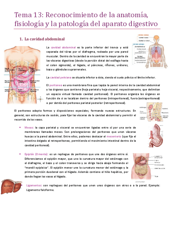 Miniatura del documento Tema-13-aparato-digestivo.pdf