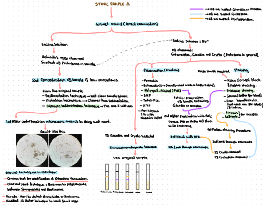 Miniatura del documento Esquema-Parasitologia-para-detectar-parasito-de-kk.pdf