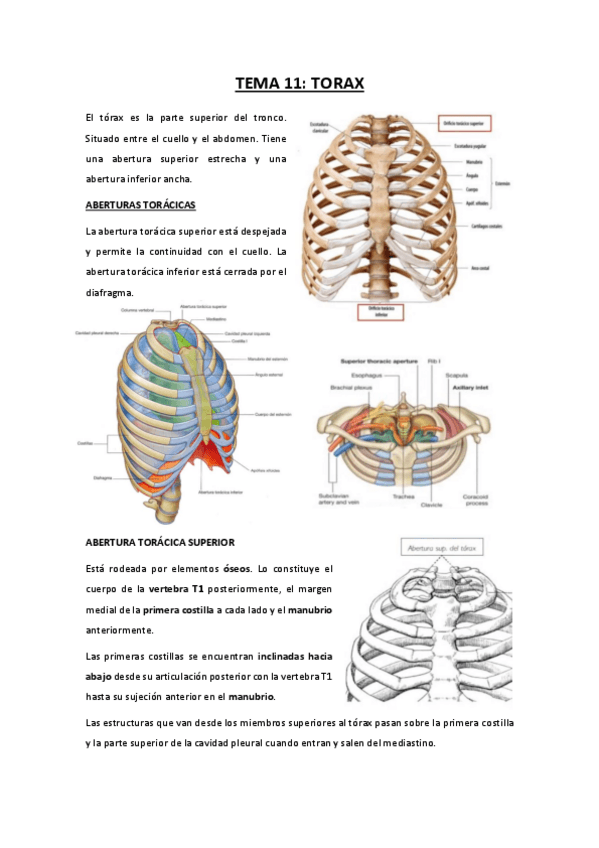 Miniatura del documento TEMA-11-torax.pdf