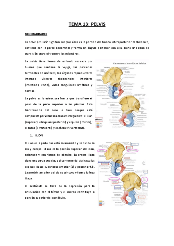 Miniatura del documento TEMA-13-pelvis.pdf