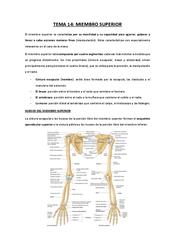 Miniatura del documento TEMA-14-miembro-superior.pdf