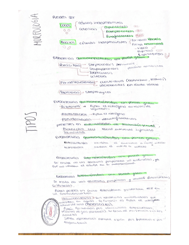 Miniatura del documento tema-4-continuacion-El-nucleo.pdf