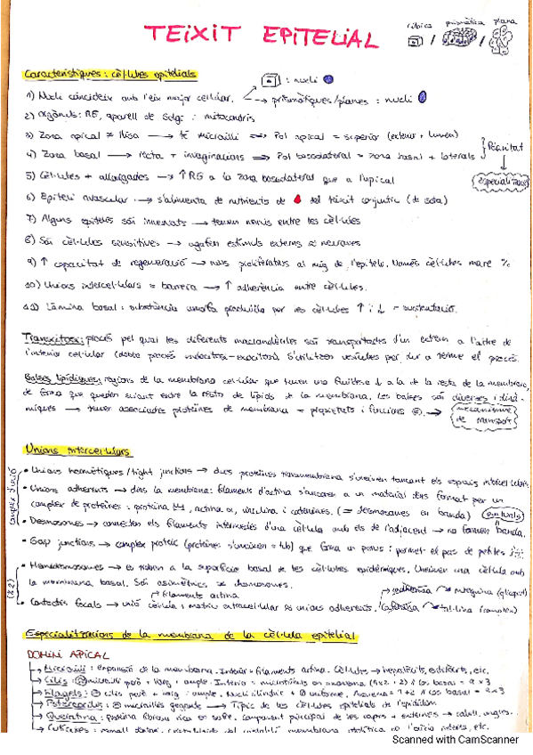Miniatura del documento Teixit-epitelial.pdf