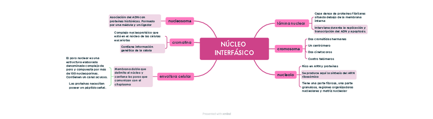 Miniatura del documento NUCLEO-INTERFASICO-esquema.pdf