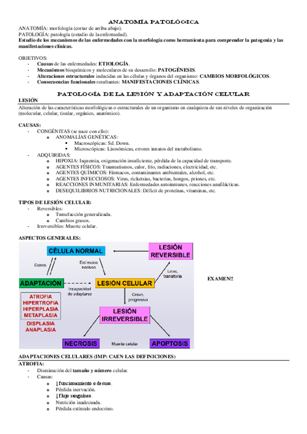 Miniatura del documento BLOQUE-1-ANATOMIA.pdf