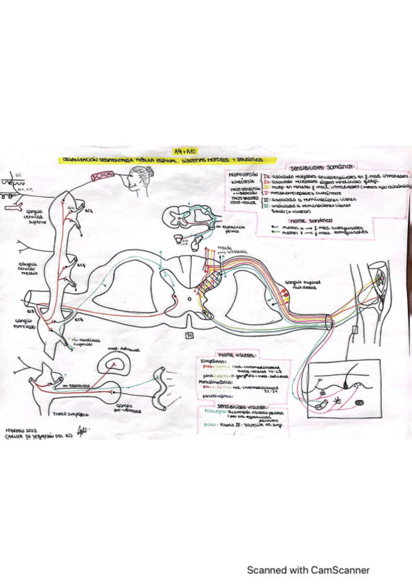 Miniatura del documento apuntes-laminas-nueroanatomia.pdf