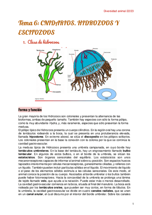 Miniatura del documento Tema-6-Cnidarios.pdf