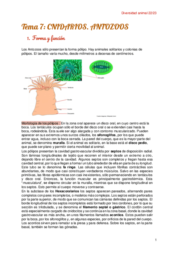 Miniatura del documento Tema-7-Cnidarios.pdf