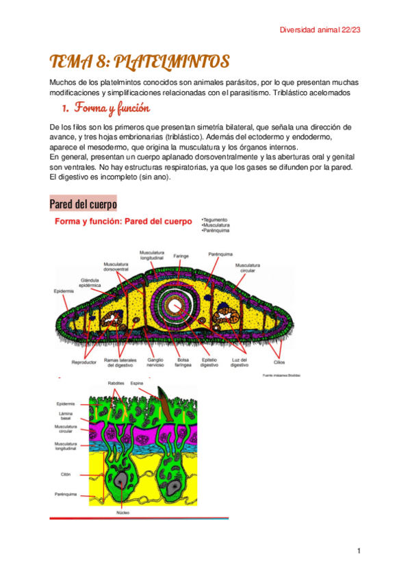 Miniatura del documento Tema-8-Platelmintos-1.pdf