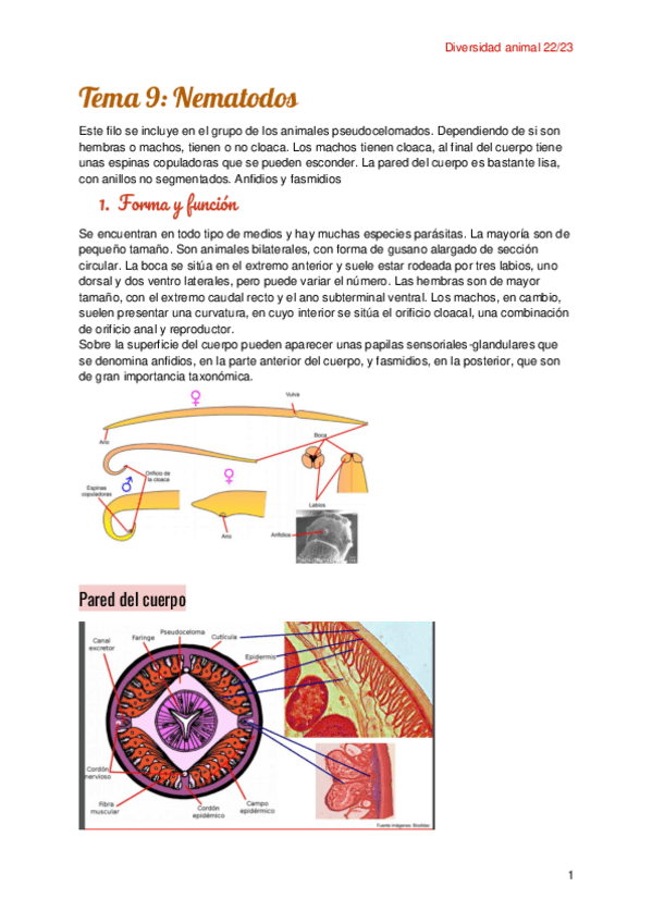 Miniatura del documento Tema-9-Nematodos-1.pdf