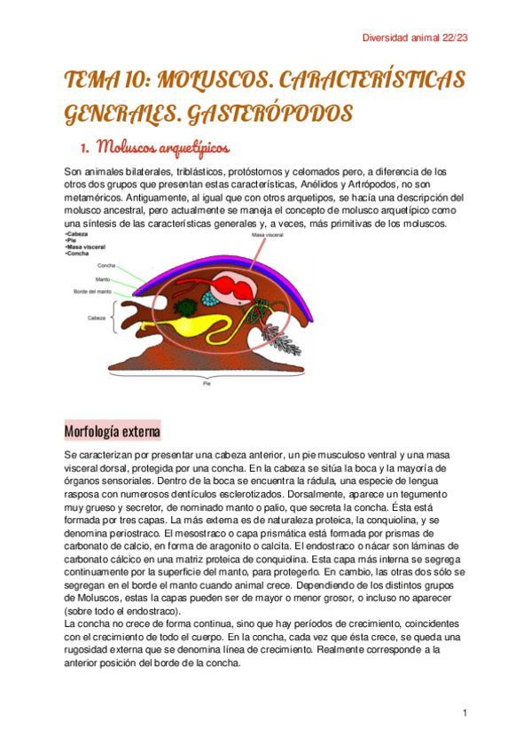 Miniatura del documento Tema-10-Moluscos-1.pdf