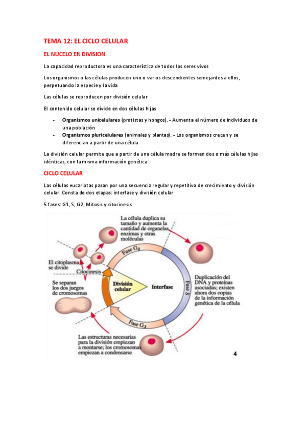 Miniatura del documento TEMA-12-EL-CICLO-CELULAR.pdf