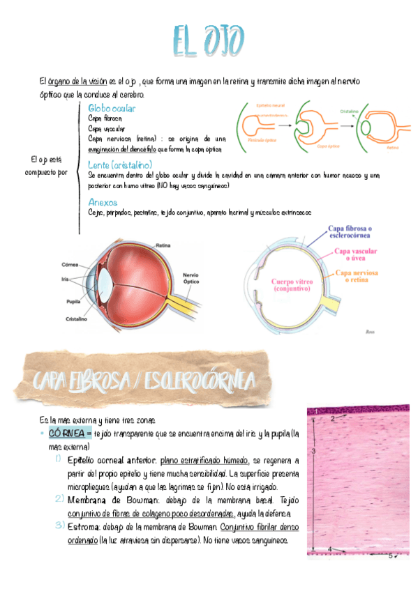 Miniatura del documento 2.-EL-OJO-RESUMEN.pdf