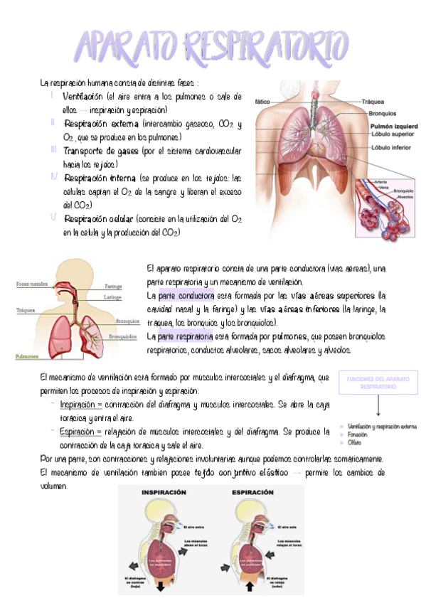Miniatura del documento 5.-APARATO-RESPIRTORIO-RESUMEN.pdf