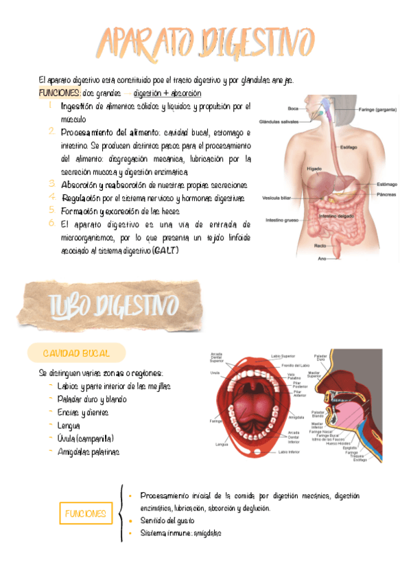 Miniatura del documento 7.-APARATO-DIGESTIVO.pdf