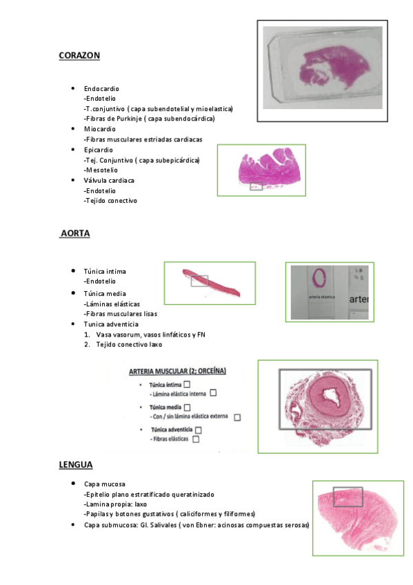 Miniatura del documento Practicas-histologia-portas.pdf