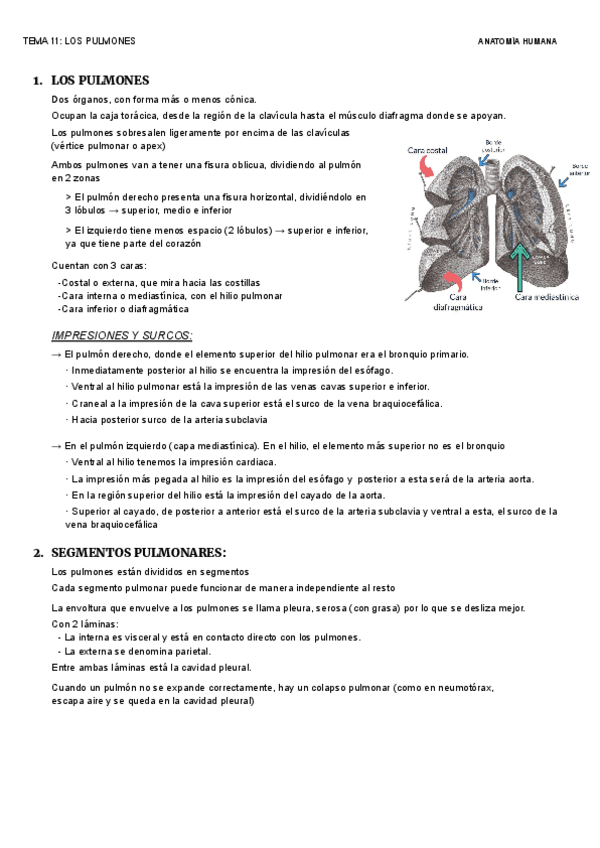 Miniatura del documento TEMA-11-LOS-PULMONES.pdf