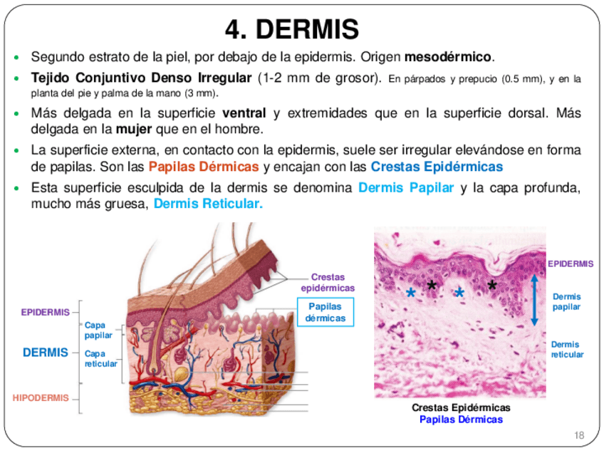Miniatura del documento Piel-II.-Dermis-y-anexos-cutaneos.pdf