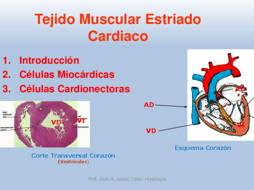 Miniatura del documento T.O.-MUSCULO-CARDIACO-Y-LISO-22-23.pdf