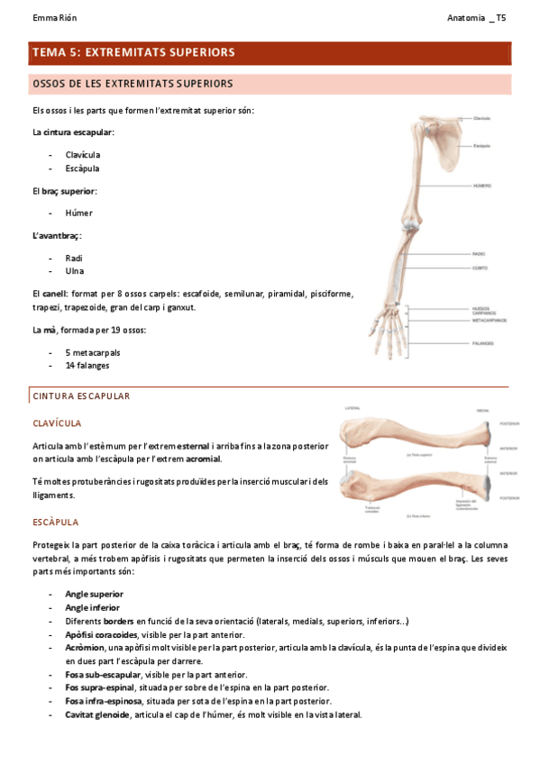 Miniatura del documento TEMA-5-anatomia.pdf