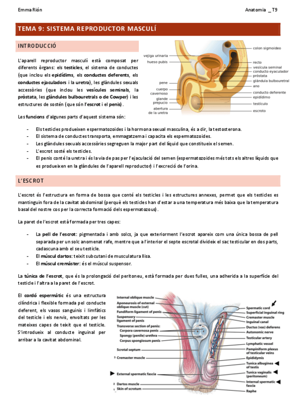 Miniatura del documento TEMA-9-anatomia.pdf