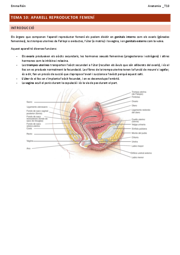 Miniatura del documento TEMA-10-anatomia.pdf