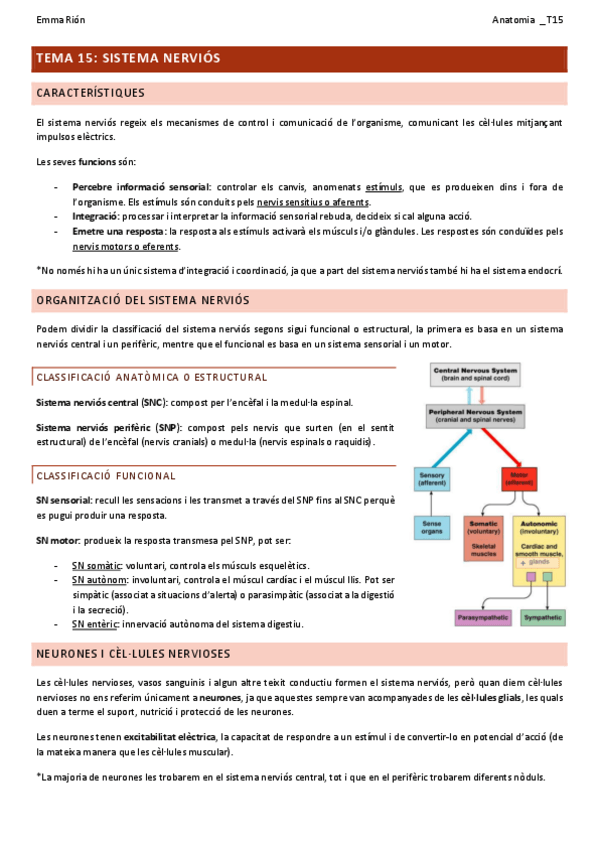 Miniatura del documento TEMA-15-anatomia.pdf