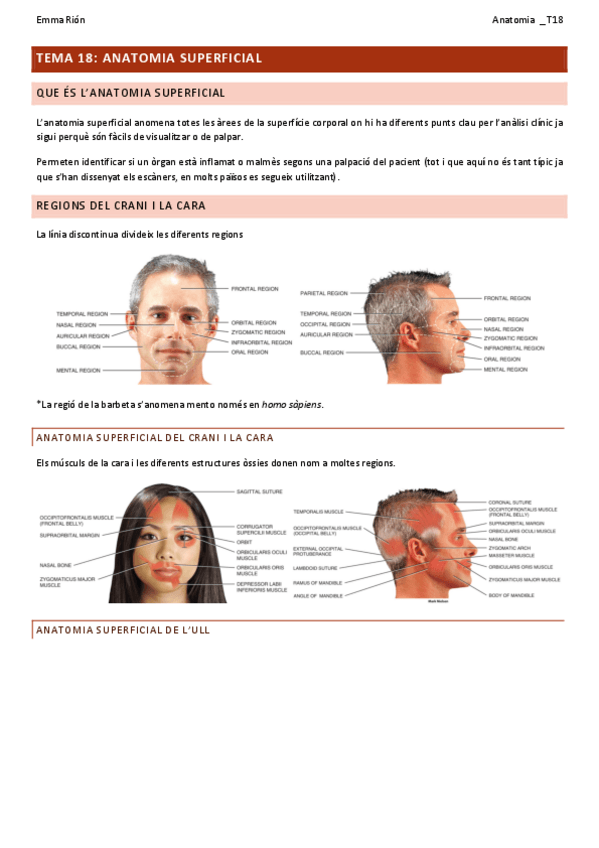 Miniatura del documento TEMA-18-anatomia.pdf