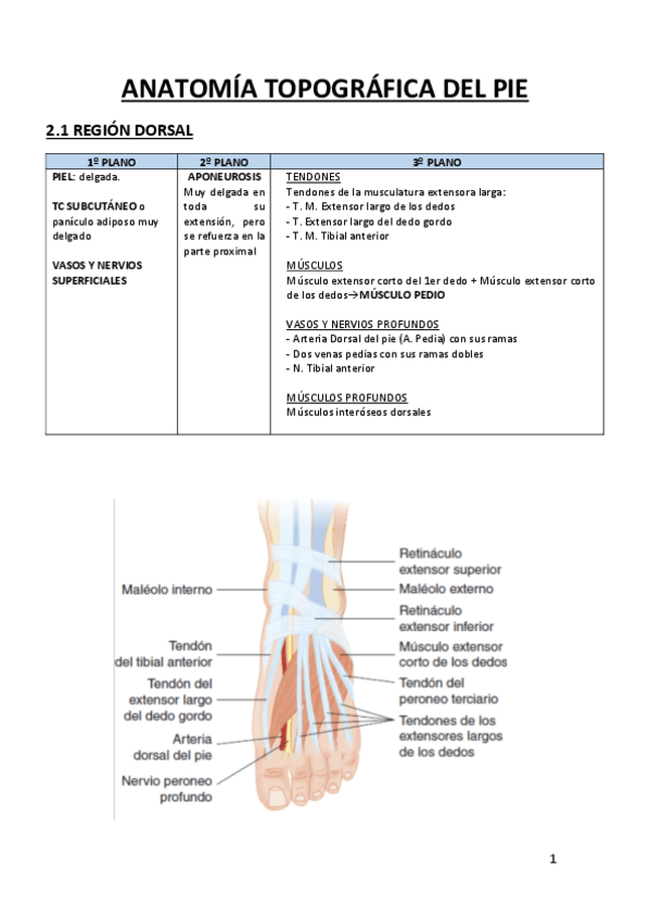 Miniatura del documento ANATOMIA-TOPOGRAFICA-DEL-PIE.pdf