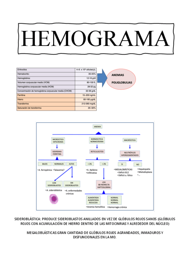 Miniatura del documento hemograma.pdf