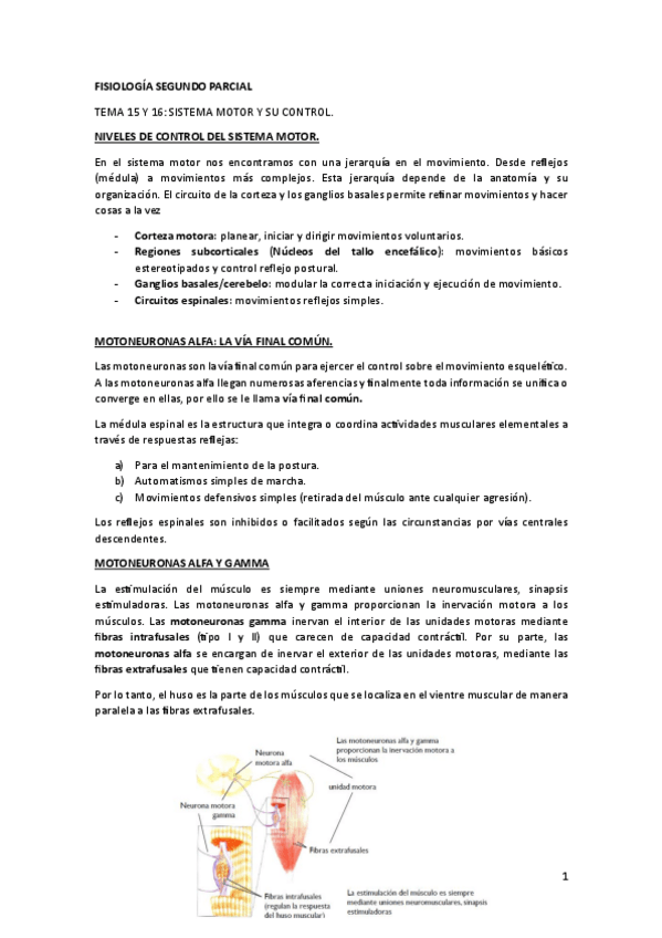 Miniatura del documento FISIOLOGIA-SEGUNDO-PARCIAL.pdf