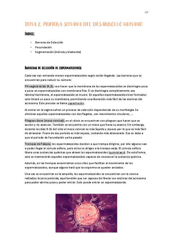 Miniatura del documento Tema-2-primera-semana-del-desarrollo-humano.pdf